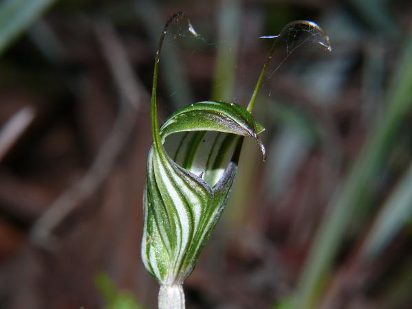 Diplodium striatum - Striped Greenhood.jpg